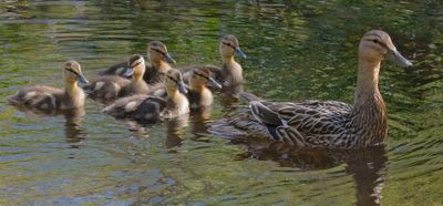 Mallard mm with 6 ducklings
