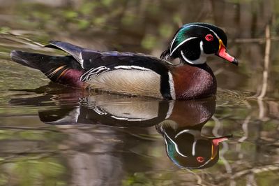 Wood Duck with reflection