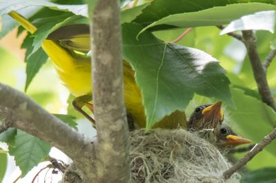 Yel warbler mom at nest, 3 beaks.jpg