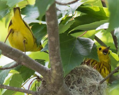 Yel warbler dad, 4 beaks at nest, mom looks on.jpg