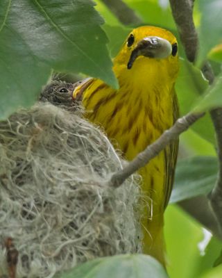 Yel warbler dad cleans out the nest.jpg