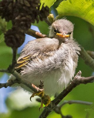 Yel warbler fledgling stares.jpg
