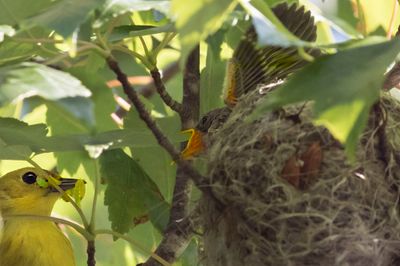 Yel warbler mom brings caterpillars for baby.jpg