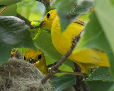 Yel warbler parents with caterpillar for baby.jpg