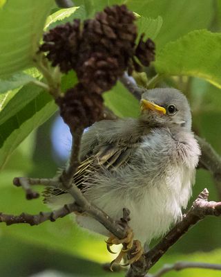Yellow warbler fledgling poses.jpg