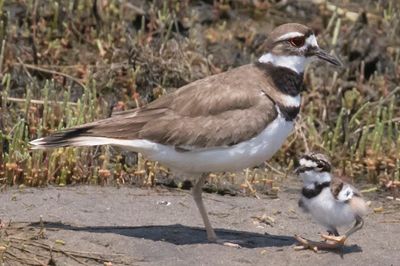 Kildeer about to walk from in front of mom.jpg