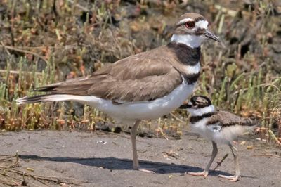 Kildeer baby leans on mom.jpg