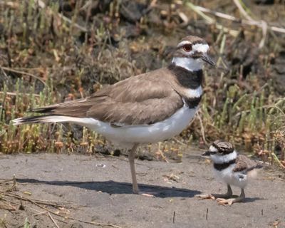 Kildeer baby sits in front of mom.jpg