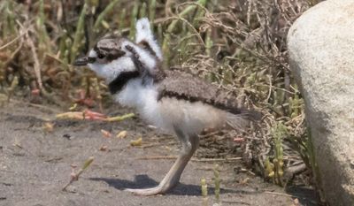 Kildeer baby stretches wings.jpg