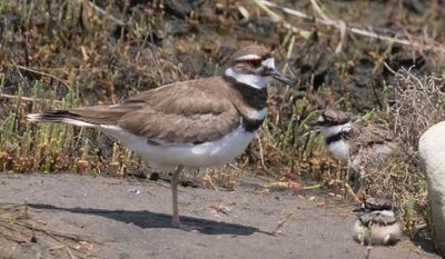Kildeer with her 2 babies.jpg