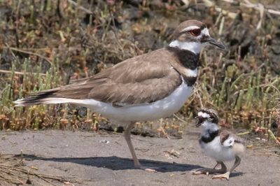 Kildeer yells in front of mom.jpg
