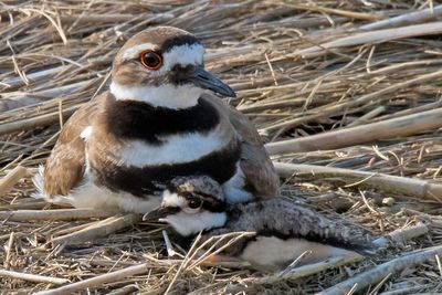 Kildeer baby cuddles with mom in marsh.jpg