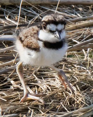 Kildeer baby stares from marsh.jpg