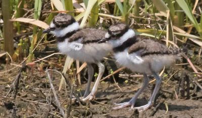 Kildeer siblings pose in marsh.jpg