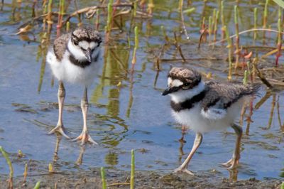 Kildeer siblings in water.jpg