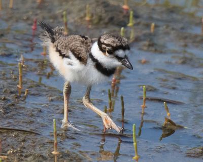 Kildeer baby walking in water.jpg