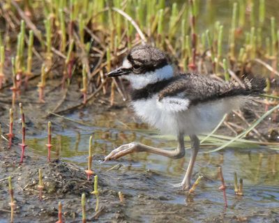 Kildeer baby walks in marsh water.jpg
