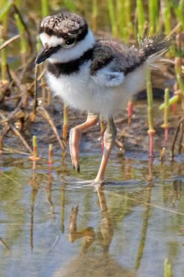 Kildeer baby lifts foot in water w reflection.jpg