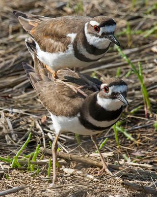 Kildeer pair mating.jpg