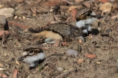 Kildeer siblings resting, one in a crevice.jpg