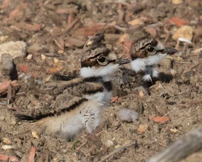 Kildeer siblings rest in dirt 3.jpg