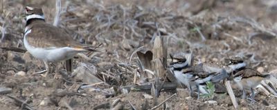 Kildeer triplets watch mom walk away.jpg