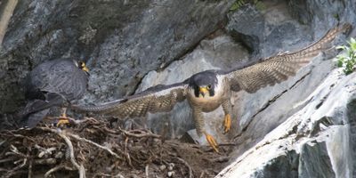 Peregrine takes off from nest, one stays