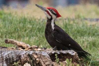 Pileated poses by stump.jpg