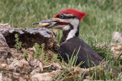 Pileated eating big insect larvae