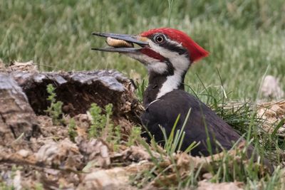 Pileated eats insect larvae.jpg