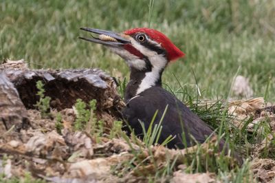 Pileated eating insect larvae 3.jpg