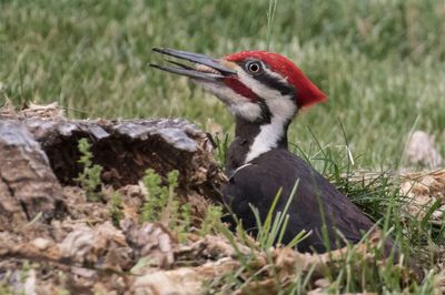 Pileated eats insect larvae 4.jpg