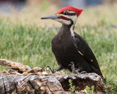 Pileated Woodpecker at stump