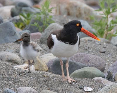 Oystercatcher and baby look in opposite directions.jpg