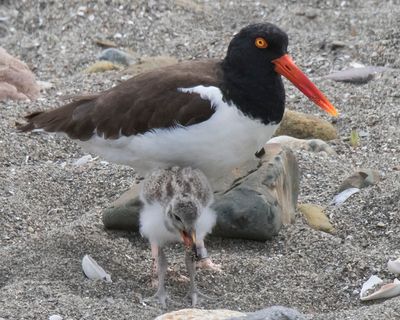Oystercatcher baby eats food by mom.jpg