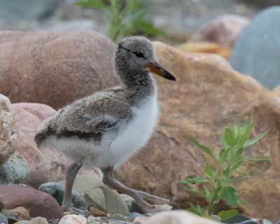 Oystercatcher baby taking a walk.jpg