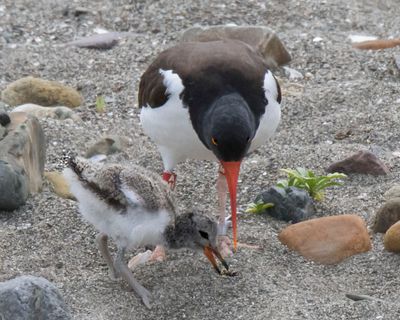 Oystercatcher mom watches baby pick up food.jpg