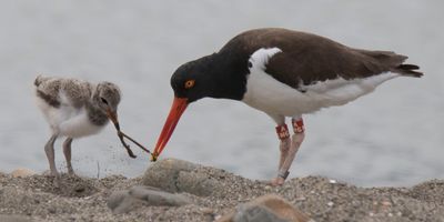 Oystercatcher feeds worm to chick.jpg