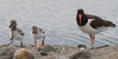 Oystercatcher baby chases one with worm.jpg