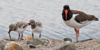 Oystercatcher baby wants the sibling's worm.jpg