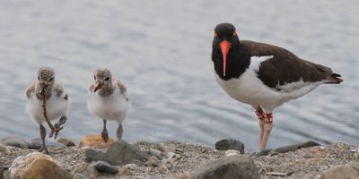 Oystercatcher chicks runs w worm as 2nd chases and mom watches.jpg