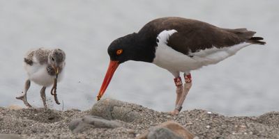 Oystercatcher baby with worm mom gave it.jpg