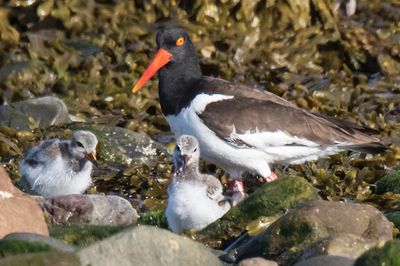Oystercatcher with 2 siblings among rocks.jpg