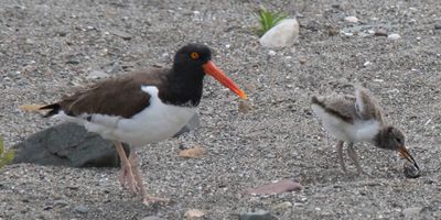 Oystercatcher watches chick pick at snail