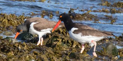 Oystercatcher pair looking for food by ocean.jpg