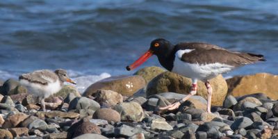 Oystercatcher walks with snail towards baby.jpg