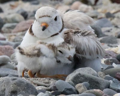 Piping Plover chick cuddles mom