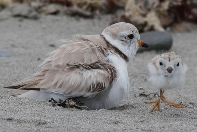 Piping plov baby leaving mom.jpg