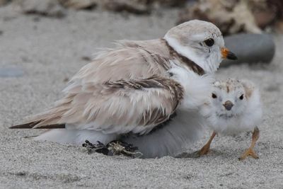 Piping plover just came out from mom.jpg