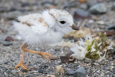 Piping Plover chick walking